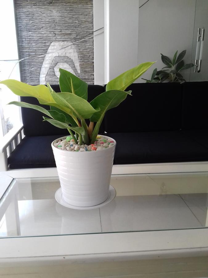 Seasala Hotel Vung Tau Zewnętrze zdjęcie